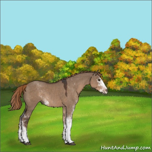 Horse Color:Liver Red Dun Sabino 