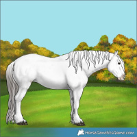 Horse Color:Blue Roan Appaloosa