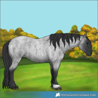 Horse Color:Blue Roan 