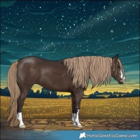 Horse Color:Liver Chestnut