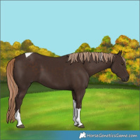 Horse Color:Liver Chestnut Tobiano 