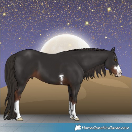 Horse Color:Liver Chestnut 