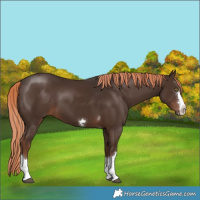 Horse Color:Liver Chestnut