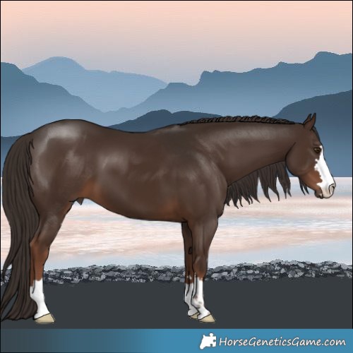 Horse Color:Liver Chestnut 