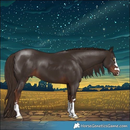 Horse Color:Liver Chestnut 