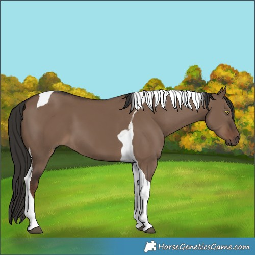 Horse Color:Liver Red Dun Tobiano