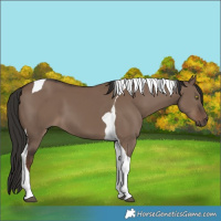 Horse Color:Liver Red Dun Tobiano 