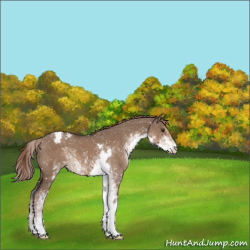 Horse Color:Liver Red Dun Sabino Appaloosa 