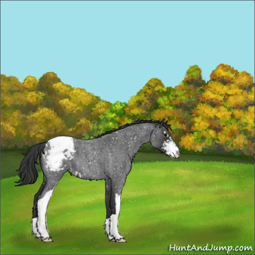 Horse Color:Blue Roan Sabino Appaloosa 
