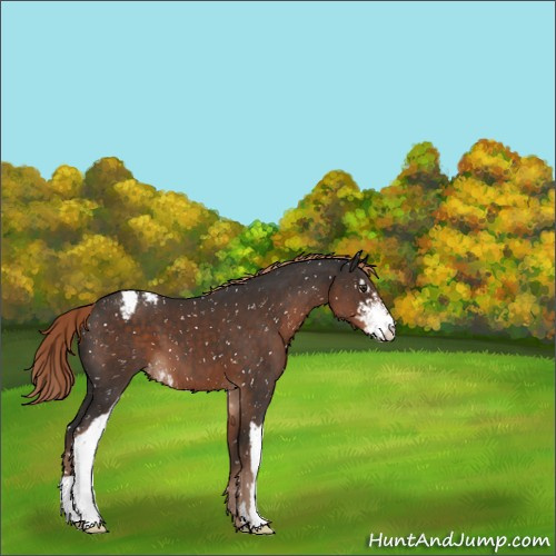 Horse Color:Liver Chestnut Sabino Appaloosa 