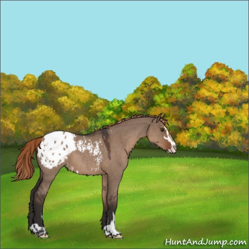 Horse Color:Liver Red Dun Roan Sabino Appaloosa 
