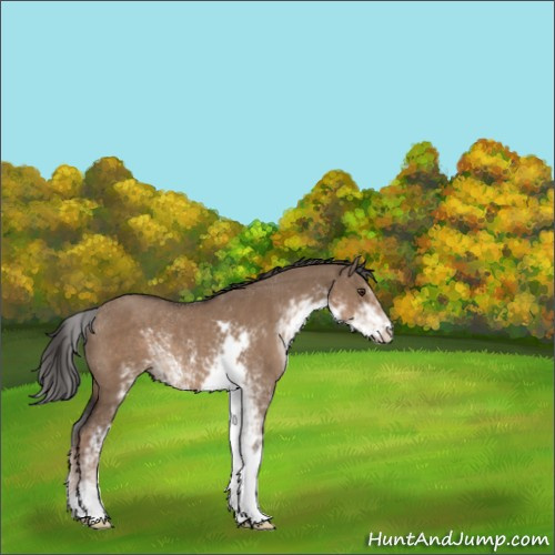Horse Color:Liver Red Dun Sabino Rabicano 