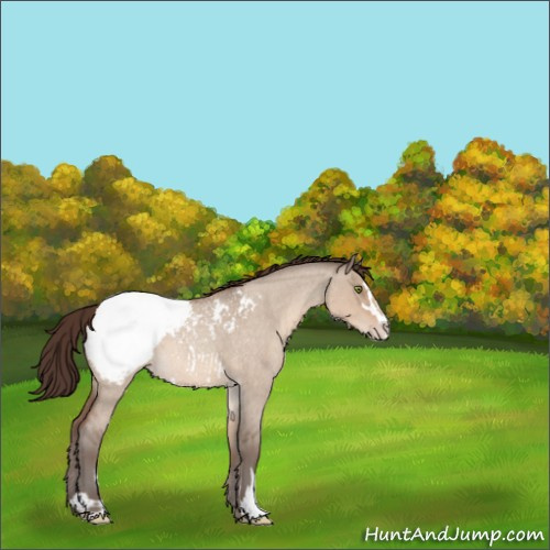 Horse Color:Sable Champagne Roan Dun Sabino Appaloosa 