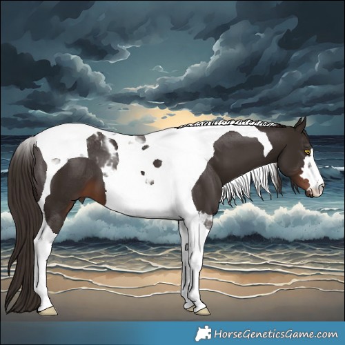Horse Color:Liver Chestnut Tobiano 