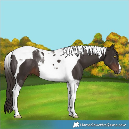 Horse Color:Liver Chestnut Tobiano