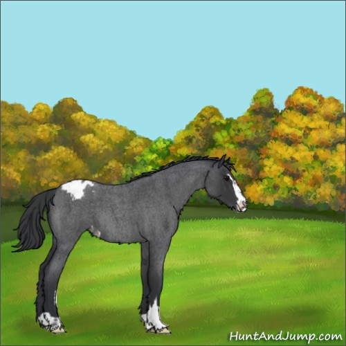Horse Color:Blue Roan Sabino Appaloosa 