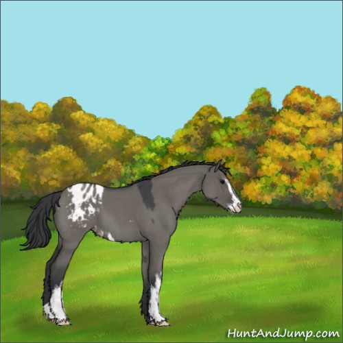Horse Color:Grullo Roan Sabino Appaloosa 