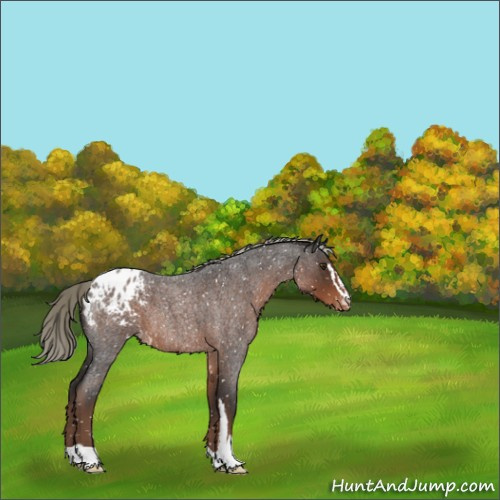 Horse Color:Liver Red Roan Sabino Appaloosa 