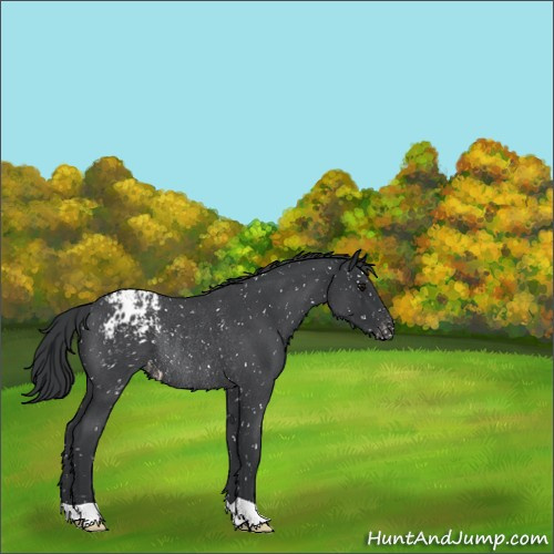Horse Color:Blue Roan Appaloosa Rabicano 