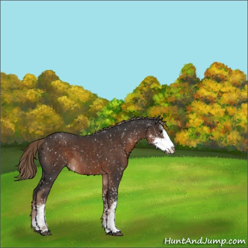 Horse Color:Liver Chestnut Sabino Appaloosa 