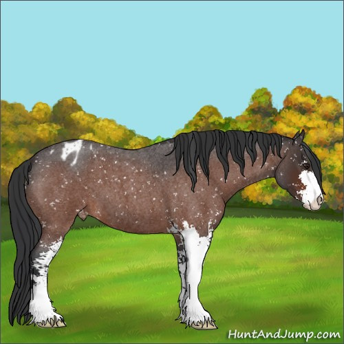 Horse Color:Brown Roan Sabino Appaloosa 