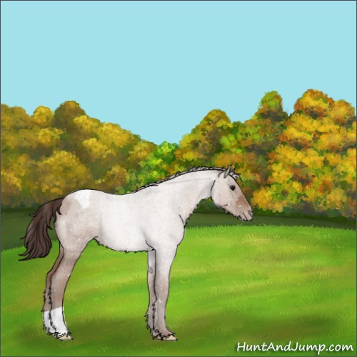 Horse Color:Classic Champagne Roan Appaloosa Rabicano 