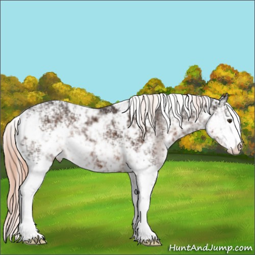 Horse Color:Liver Chestnut Sabino 