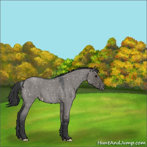Horse Color:Grullo Roan Appaloosa 