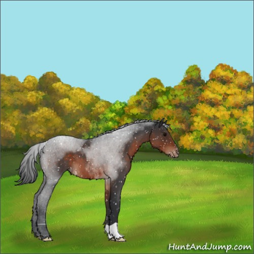 Horse Color:Brown Roan Appaloosa 