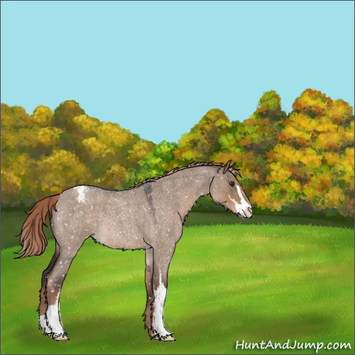 Horse Color:Liver Red Dun Roan Sabino Appaloosa 