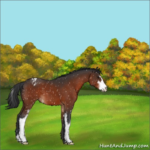 Horse Color:Brown Sabino Appaloosa 