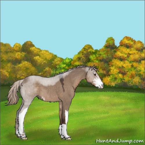 Horse Color:Liver Red Dun Roan Sabino 