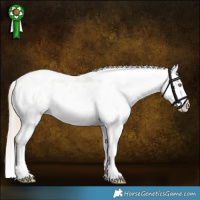 Horse Color:Gold Champagne Roan Dun Sabino Appaloosa 