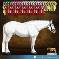 Horse Color:Liver Red Dun Roan Sabino Appaloosa