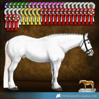 Horse Color:Liver Red Dun Roan Sabino Appaloosa 