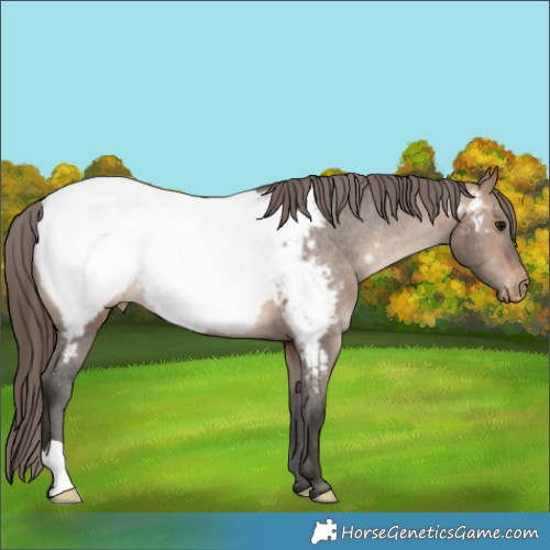 Horse Color:Bay Dun Appaloosa
