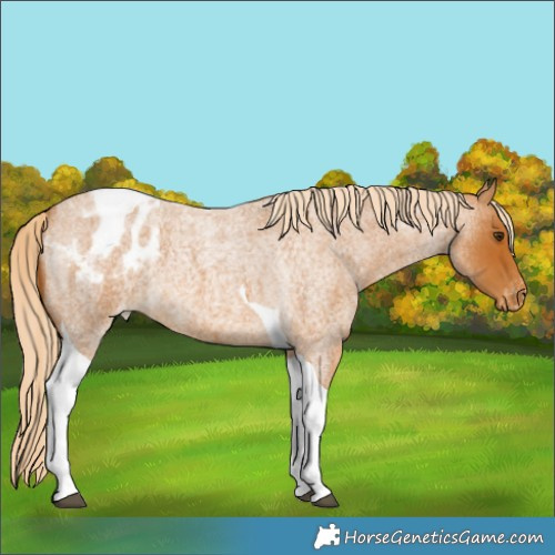 Horse Color:Palomino Roan Tobiano Appaloosa 