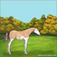 Horse Color:Amber Champagne Splash Appaloosa