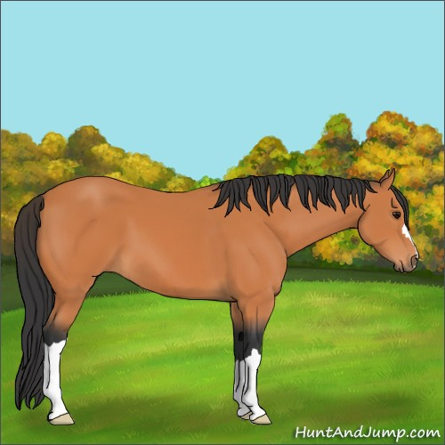 Horse Color:Bay 