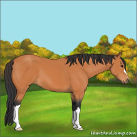 Horse Color:Bay 