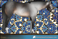Horse Color:Gray Brown Tobiano