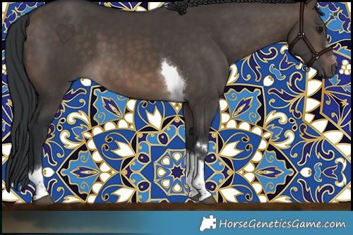 Horse Color:Brown Dun Tobiano