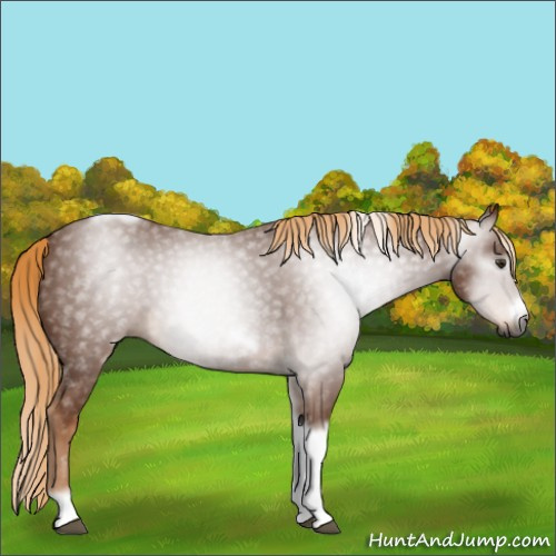 Horse Color:Gray Chestnut Tobiano Frame