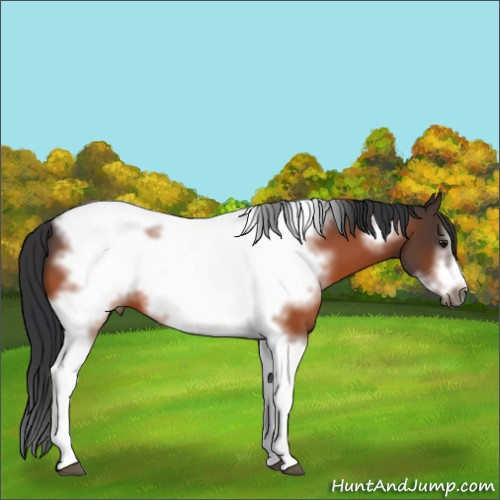 Horse Color:Bay Tobiano Frame