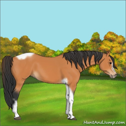 Horse Color:Bay Tobiano Frame 