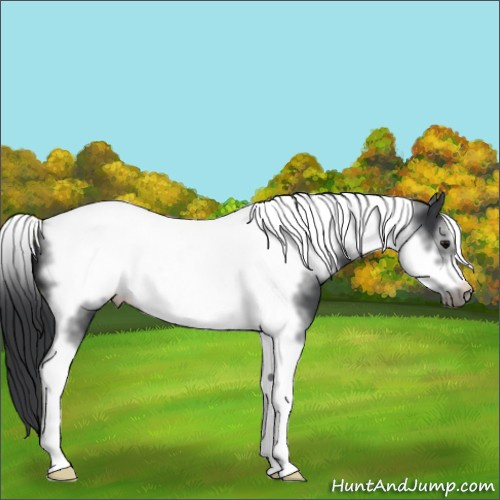 Horse Color:Black Tobiano Frame
