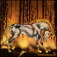 Horse Color:Void Bay Dun Appaloosa 