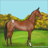Horse Color:Bay Varnish Rabicano 