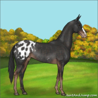 Horse Color:Liver Chestnut Appaloosa Rabicano 