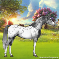 Horse Color:White Spotted Black Splash Tobiano Frame Near Leopard 